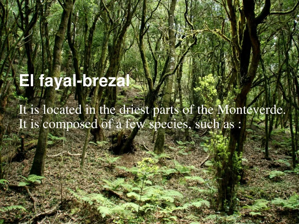 el fayal brezal it is located in the driest parts
