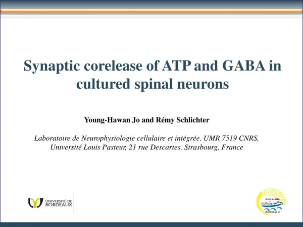Synaptic corelease of ATP and GABA in cultured spinal neurons