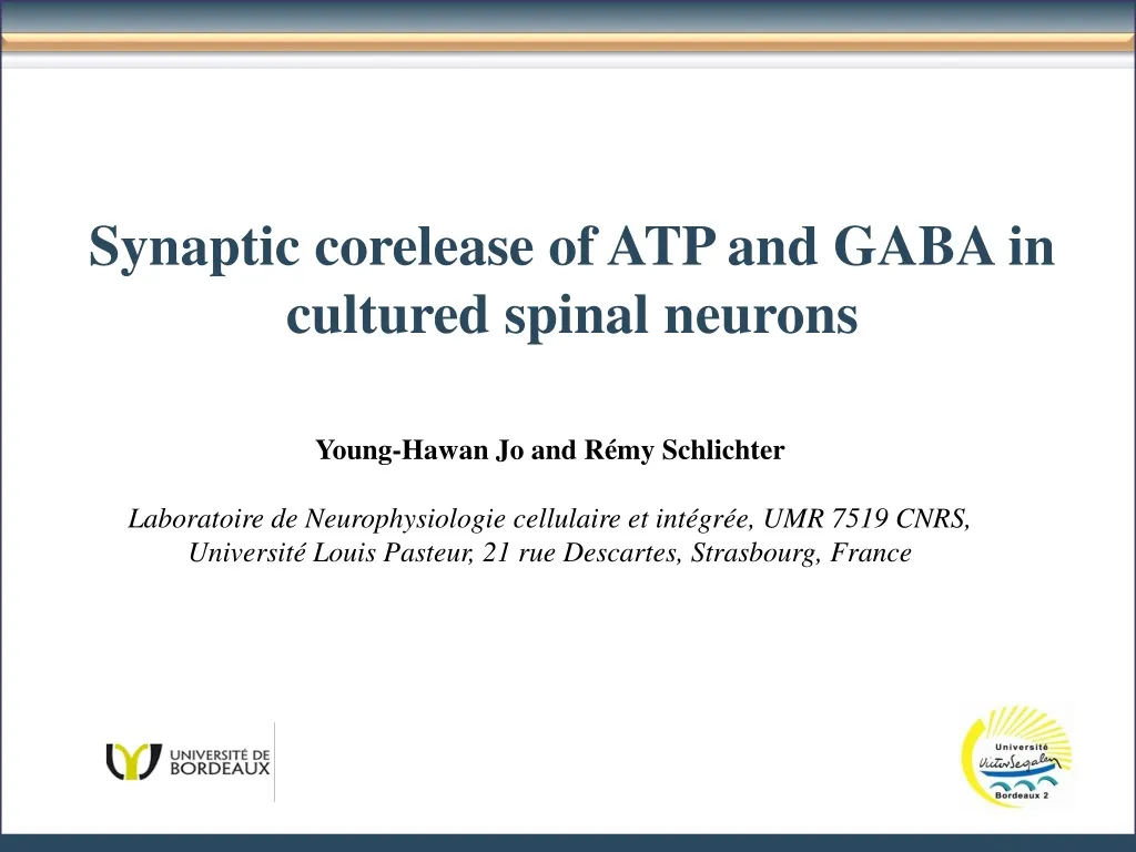 synaptic corelease of atp and gaba in cultured