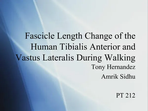 Fascicle Length Change of the Human Tibialis Anterior and Vastus Lateralis During Walking