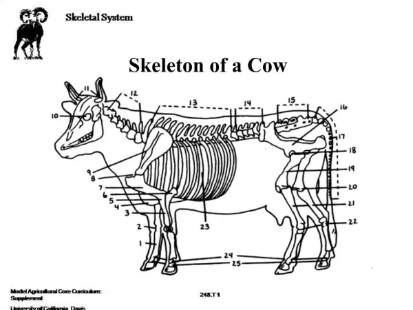 Skeleton of a Cow