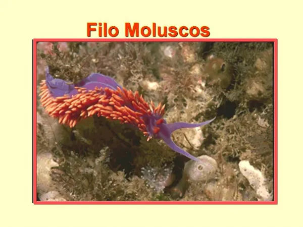 Filo Moluscos