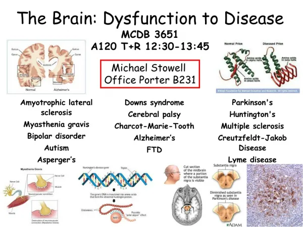 The Brain: Dysfunction to Disease MCDB 3651 A120 T+R 12:30-13:45