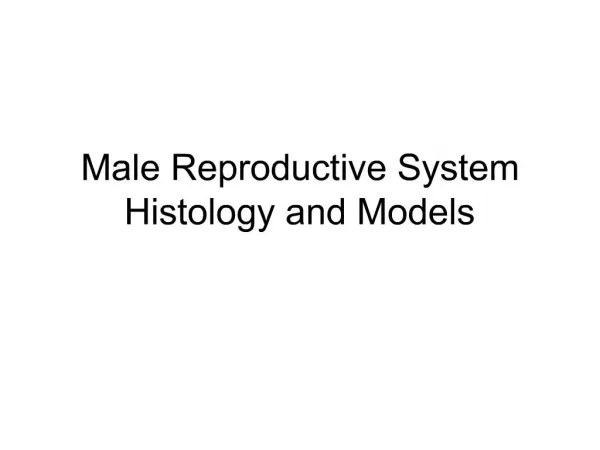 Male Reproductive System Histology and Models