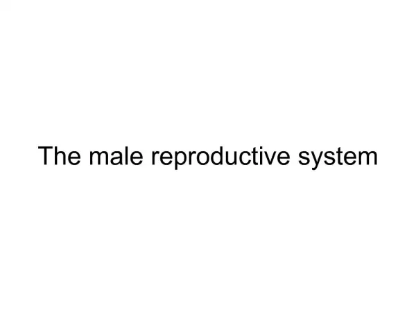The male reproductive system