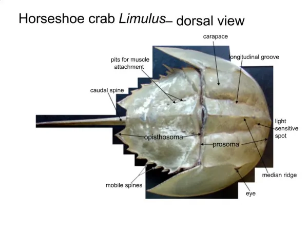 Horseshoe crab Limulus dorsal view