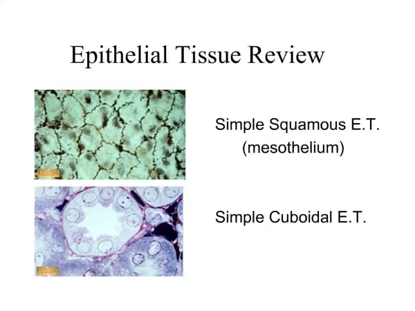 Epithelial Tissue Review