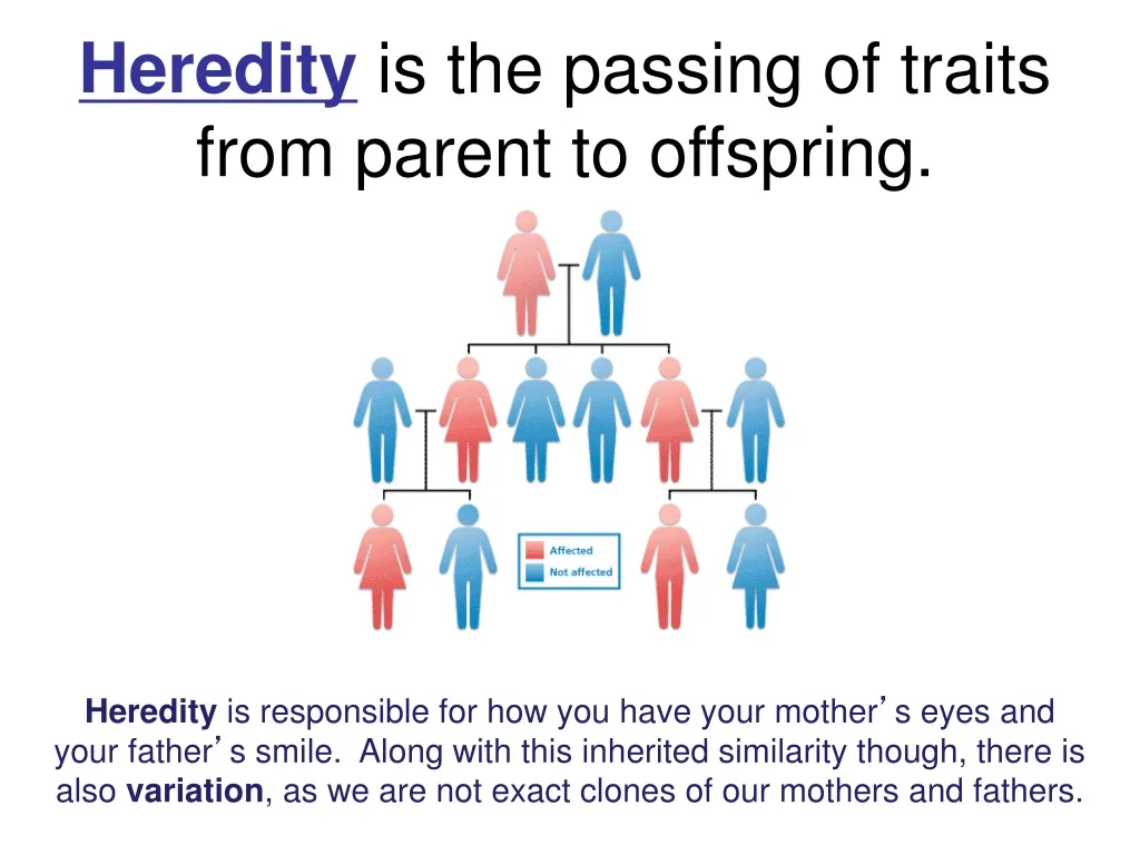 heredity is the passing of traits from parent