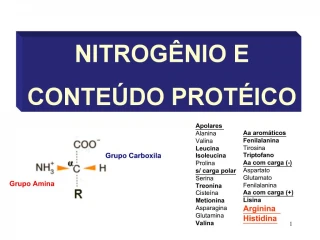 NITROG NIO E CONTE DO PROT ICO - slide 1