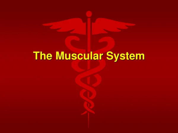 The Muscular System