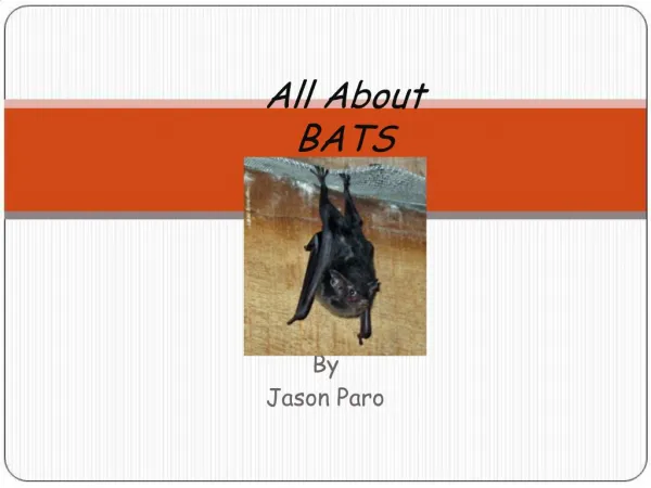 All About BATS