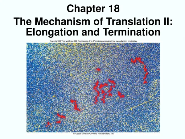 Chapter 18 The Mechanism of Translation II: Elongation and Termination
