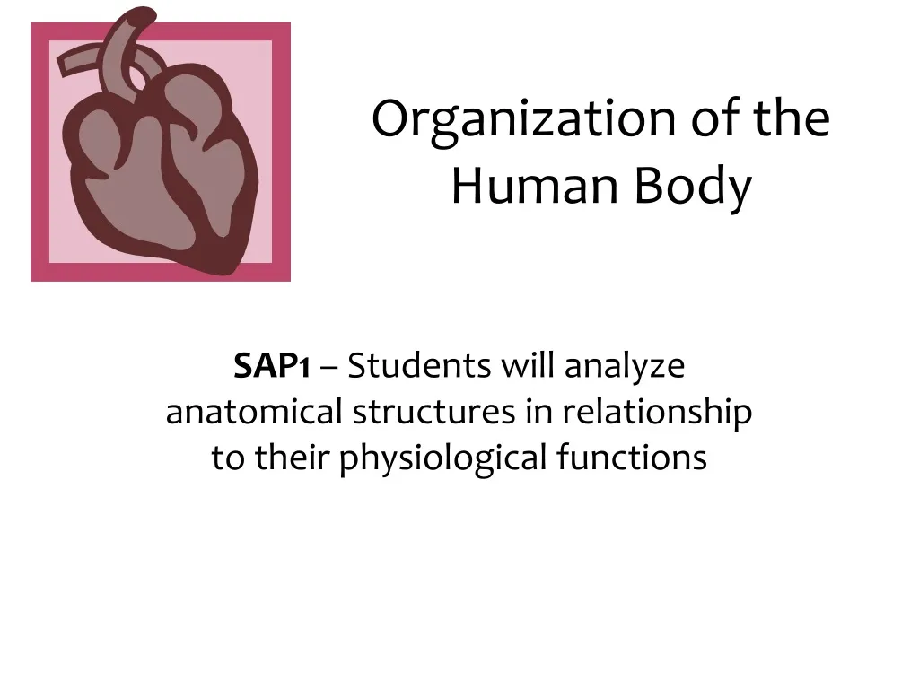 organization of the human body