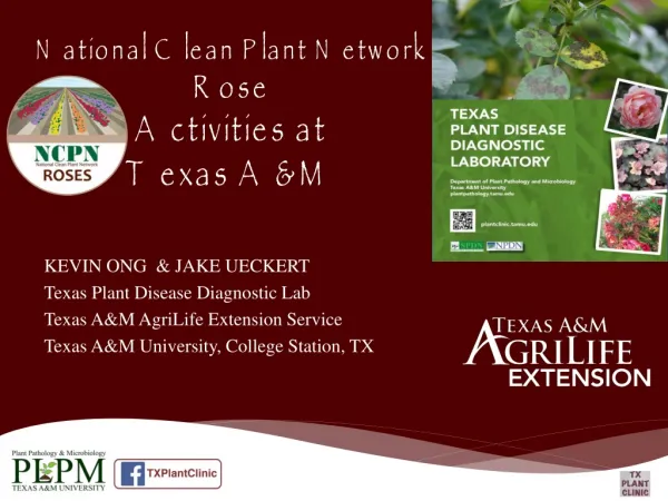 National Clean Plant Network Rose Activities at Texas A&amp;M