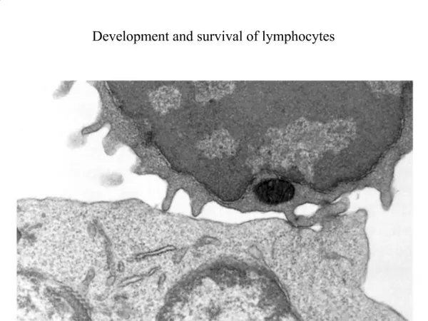 Development and survival of lymphocytes