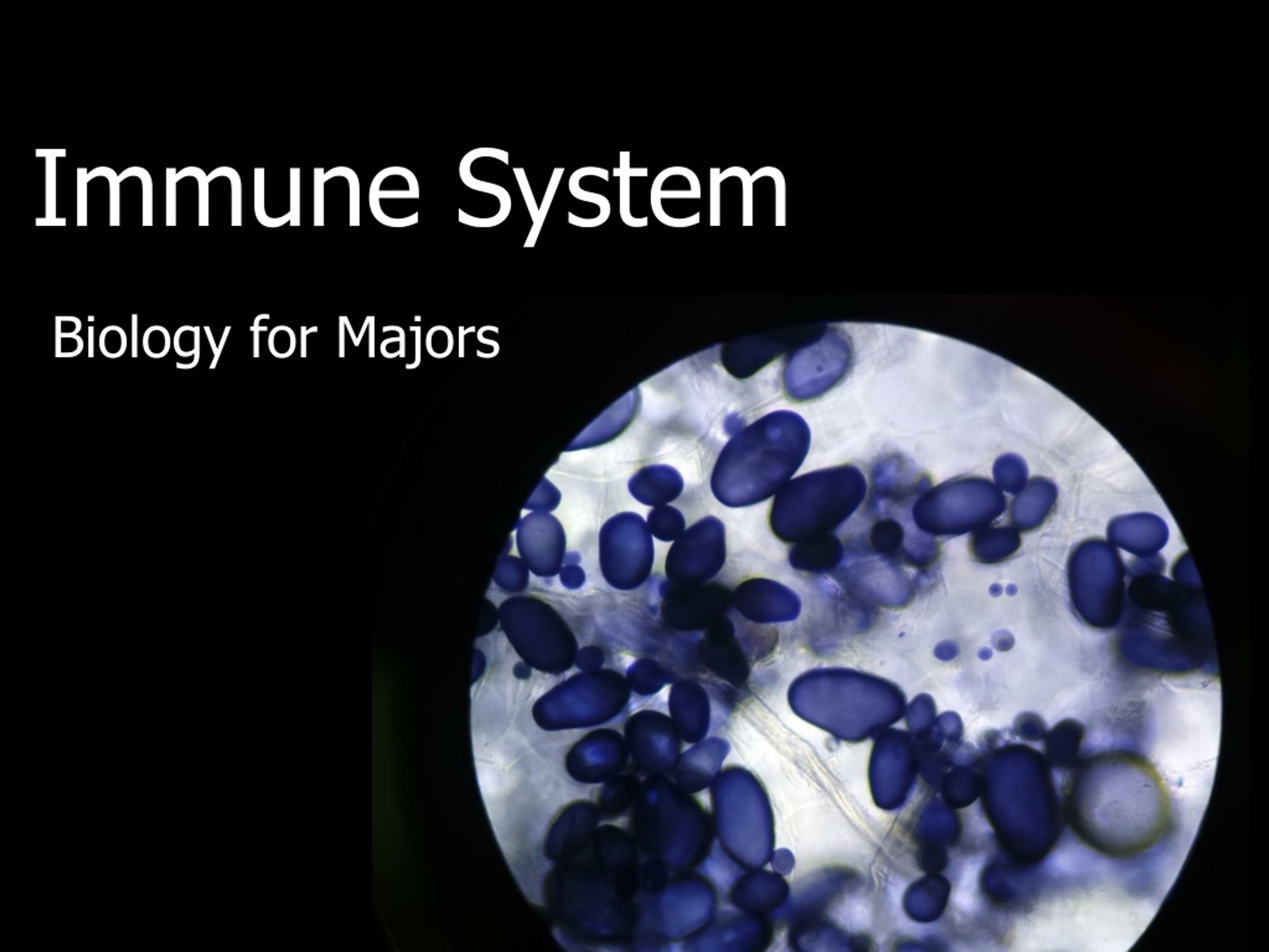 PPT - Immune System PowerPoint Presentation, free download - ID:684418