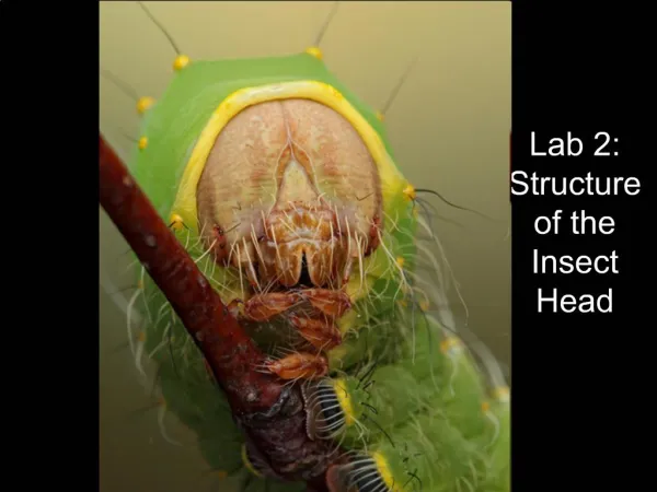 Lab 2: Structure of the Insect Head