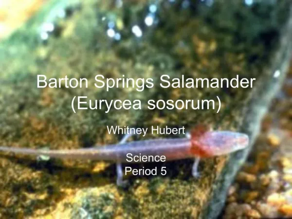 Barton Springs Salamander Eurycea sosorum