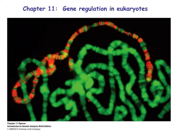 Chapter 11: Gene regulation in eukaryotes