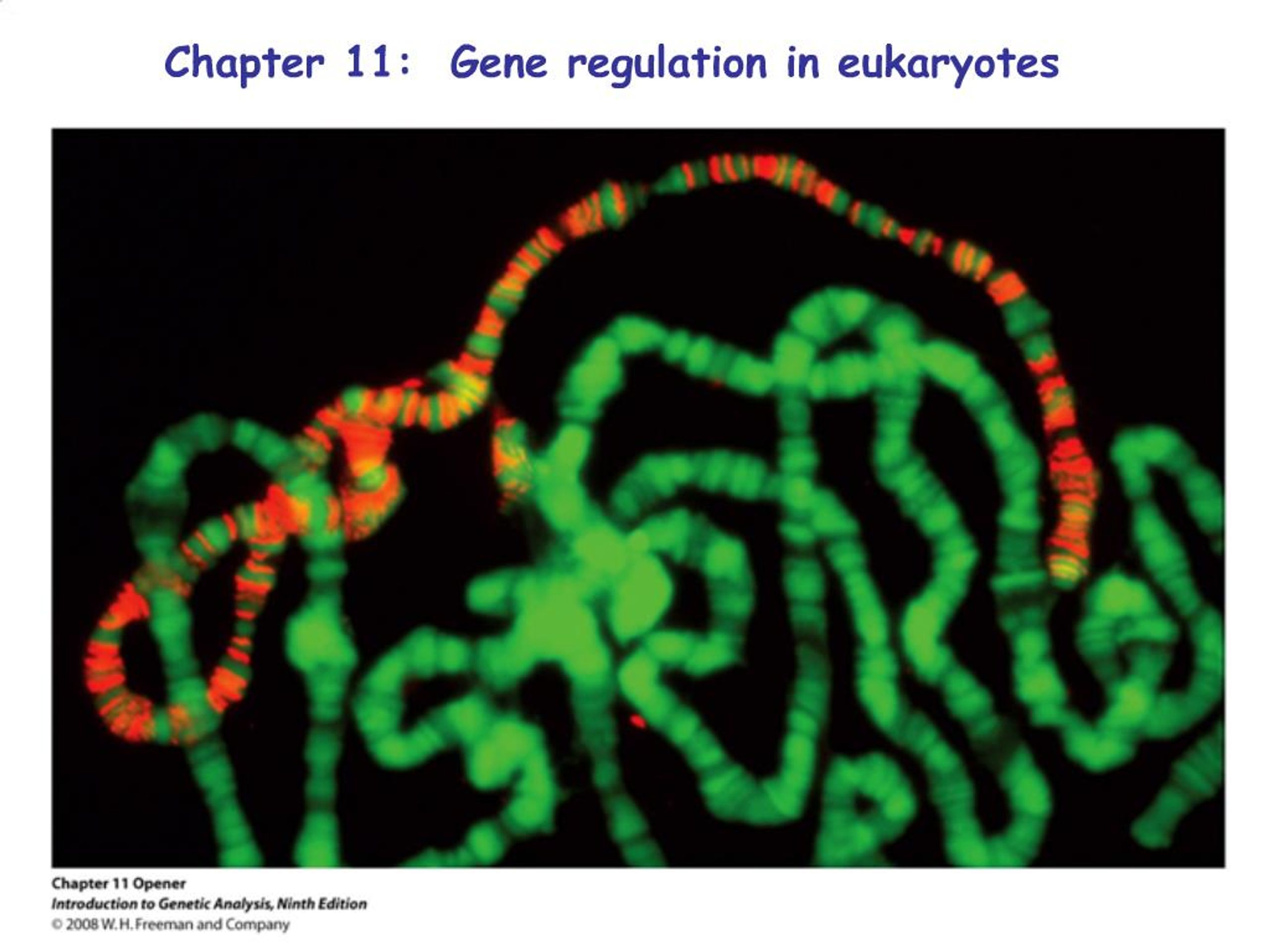 PPT - Chapter 11: Gene regulation in eukaryotes PowerPoint Presentation ...