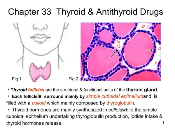 Chapter 33 Thyroid Antithyroid Drugs