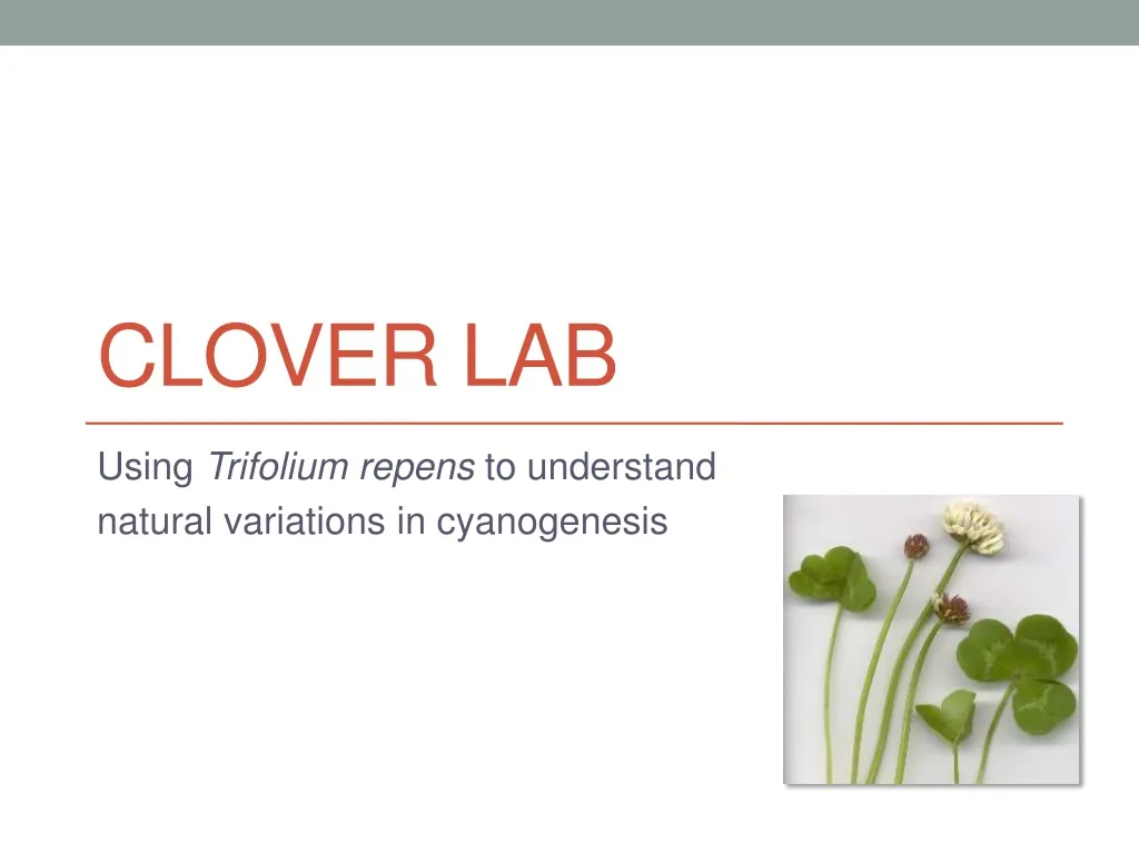 clover lab