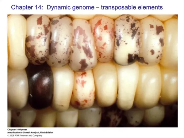 Chapter 14: Dynamic genome transposable elements