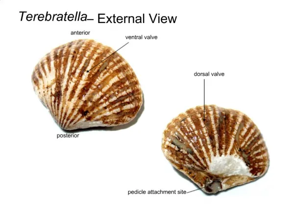 Terebratella External View