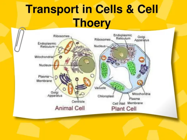 Transport in Cells &amp; Cell Thoery