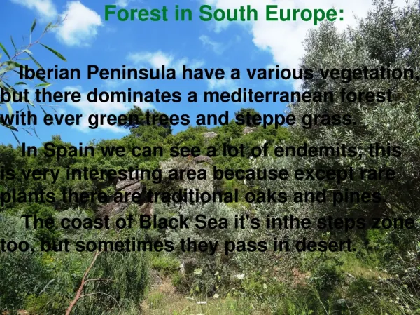 Forest in South Europe: