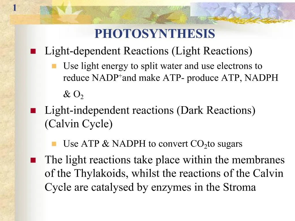 PPT - PHOTOSYNTHESIS PowerPoint Presentation, free download - ID:697608