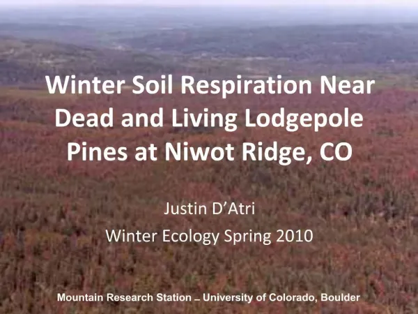 Winter Soil Respiration Near Dead and Living Lodgepole Pines at Niwot Ridge, CO