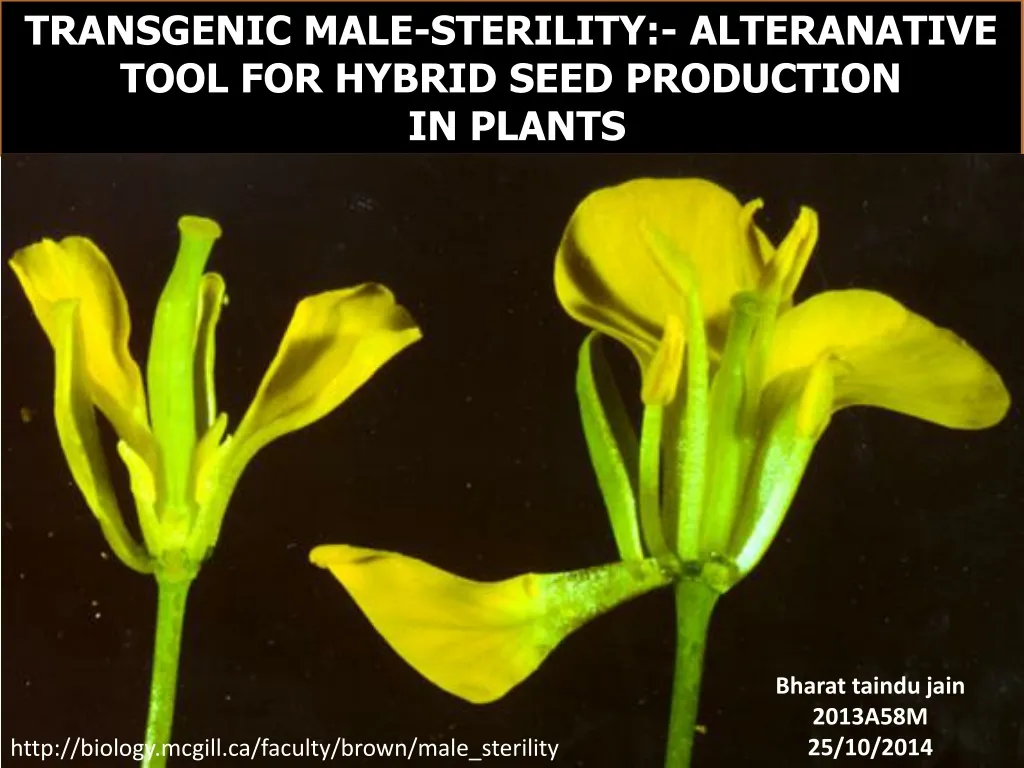 transgenic male sterility alteranative tool