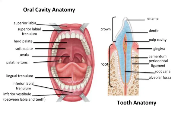 Oral Cavity Anatomy