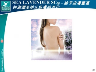 SEA LAVENDER SC - slide 1
