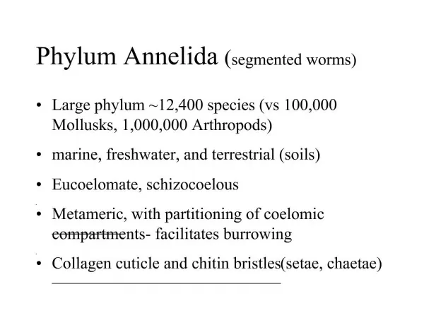 Phylum Annelida segmented worms
