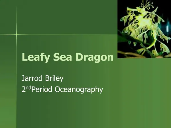 Leafy Sea Dragon