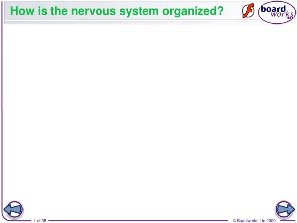 How is the nervous system organized?