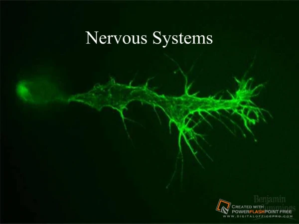 Nervous Systems