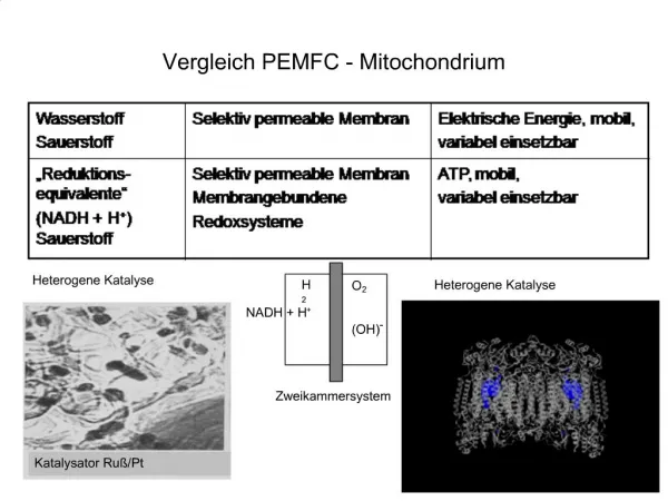 Vergleich PEMFC - Mitochondrium