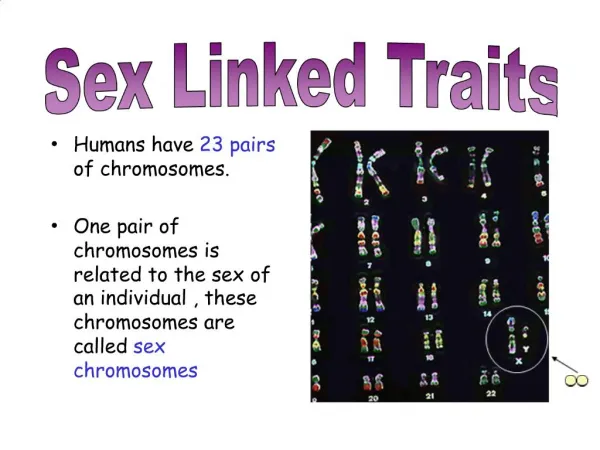 Humans have 23 pairs of chromosomes. One pair of chromosomes is related to the sex of an individual , these chromosome