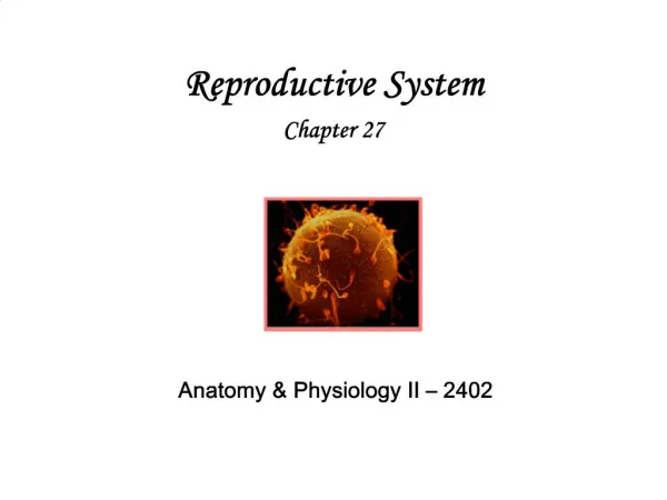 Anatomy Physiology II 2402