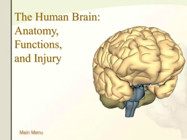 The Human Brain: Anatomy, Functions, and Injury