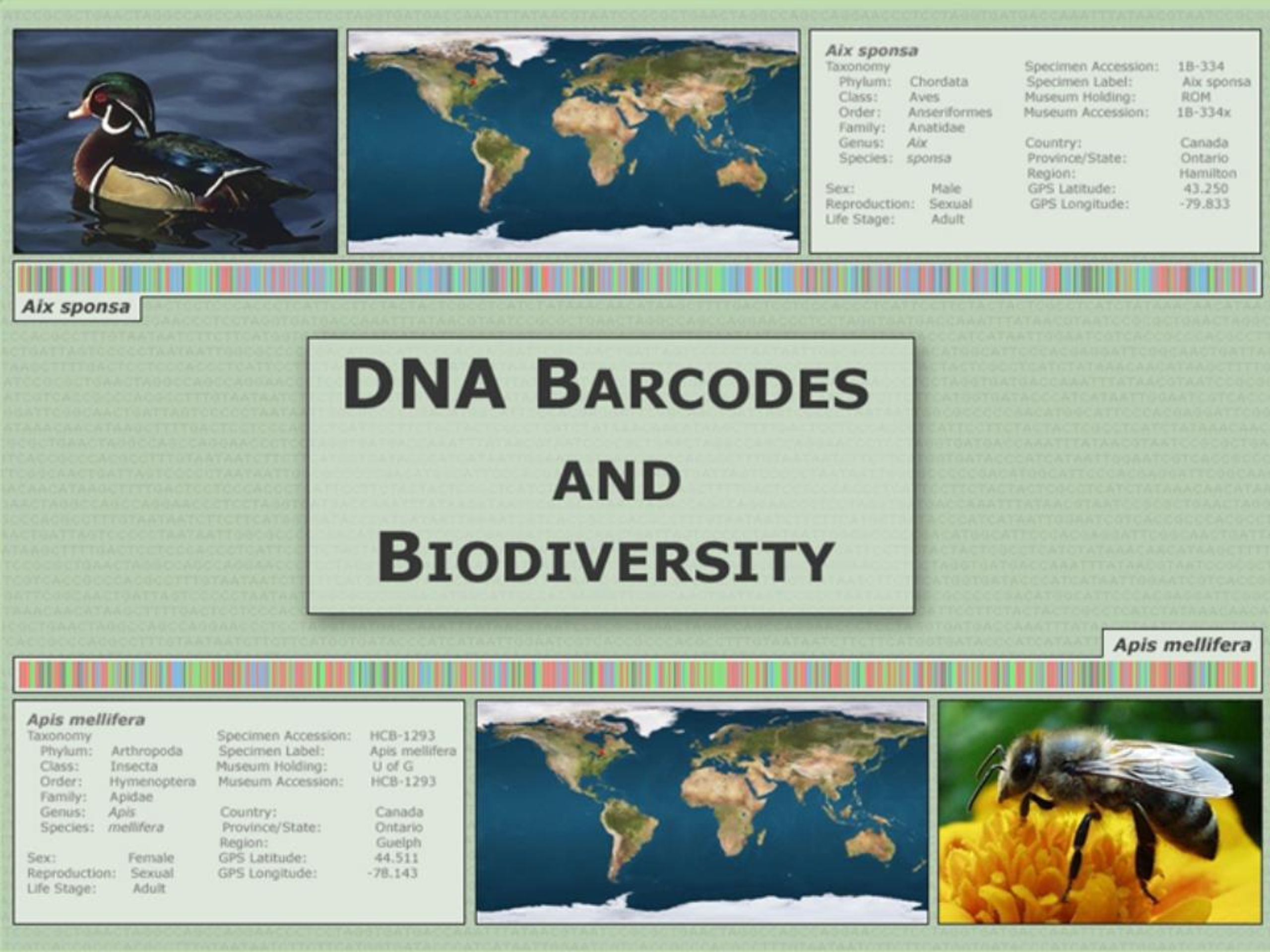 Bio Identifiers PPT - Global Bio-ID System: Evolutionary Rules for Conserving Life ...