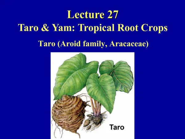 Lecture 27 Taro Yam: Tropical Root Crops