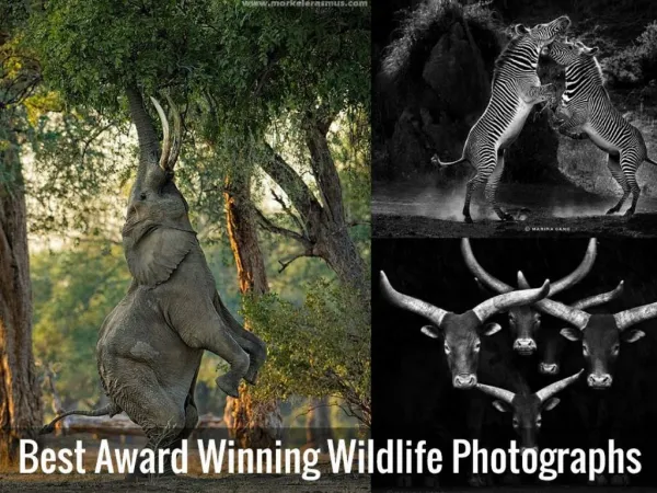 Best Award Winning Wildlife Photographs