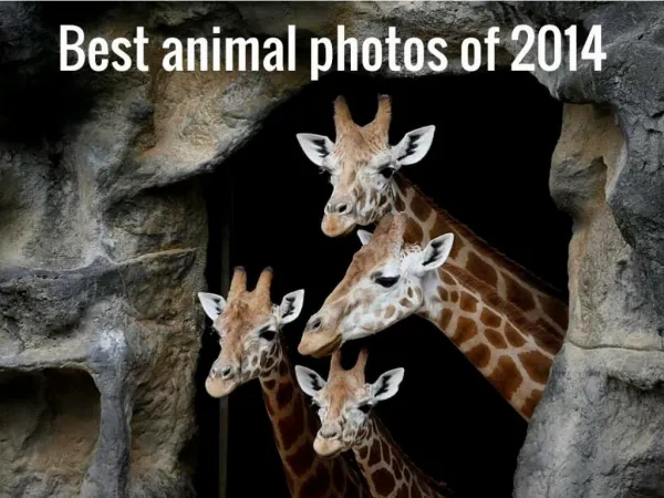 Best animal photos of 2014