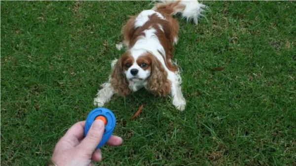 Training Your Dog With a Clicker
