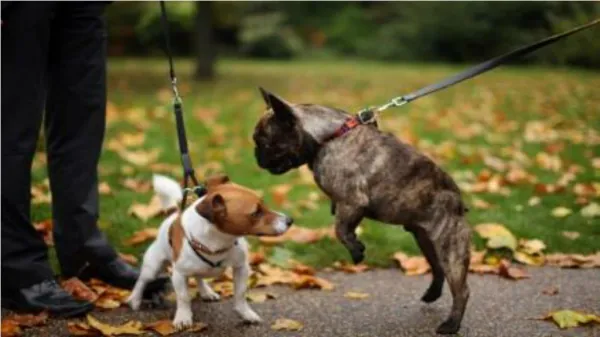 Training Your Dog - Can You Teach an Old Dog New Tricks