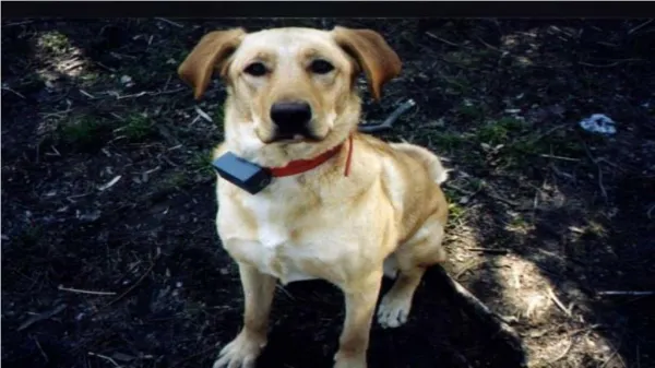 Using An Electronic Dog Collar For Training Your Dog